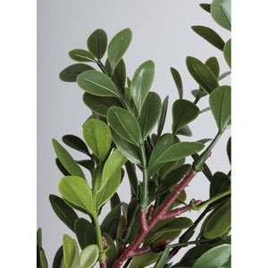 Small Boxwood Pick
