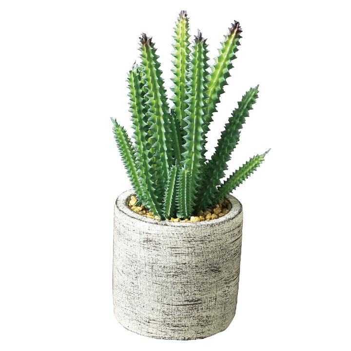 Imitation Fairy Castle Cactus